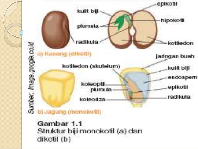 Semangat Mencari Info Praktikum Biologi Mengamati Struktur Biji