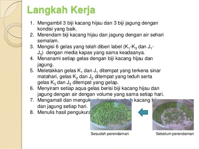 Laporan Perkecambahan Pada Tanaman Jagung Dan Kacang Hijau Seputar