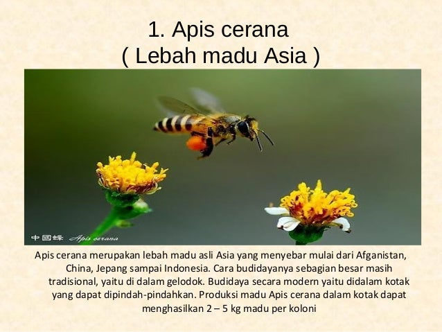 Ukuran kotak forex renko
