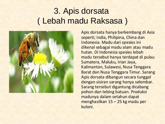Jenis Lebah Dan Manfaatnya