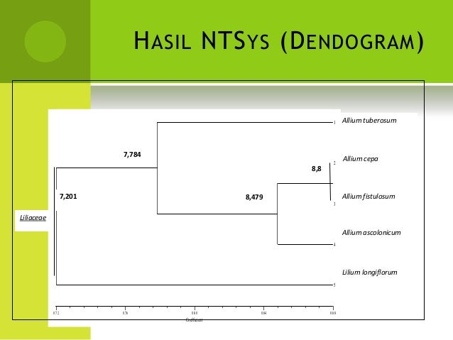 bunga tabel a2 Presentasi liliaceae bunga tabel a2 Presentasi liliaceae