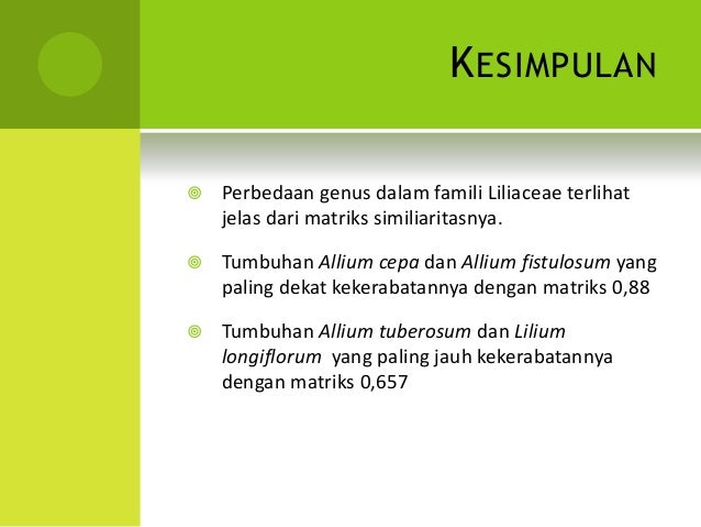 Persamaan Dan Perbedaan Umbi Batang Umbi Akar Dan Umbi Lapis Belajar