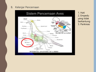 B. Kelenjar Pencernaan
1. Hati
2. Empedu
yang tidak
berkantung
3. Pankreas
 