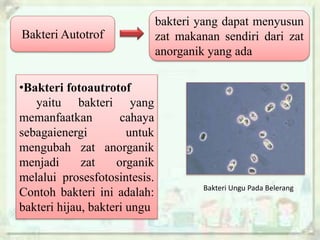 Archaebacteria & Eubacteria | PPTX