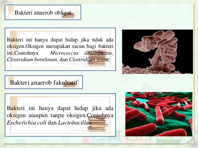 Archaebacteria & Eubacteria