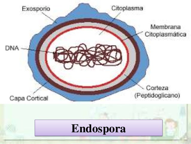 Archaebacteria &amp; Eubacteria