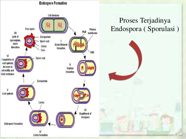 Archaebacteria &amp; Eubacteria
