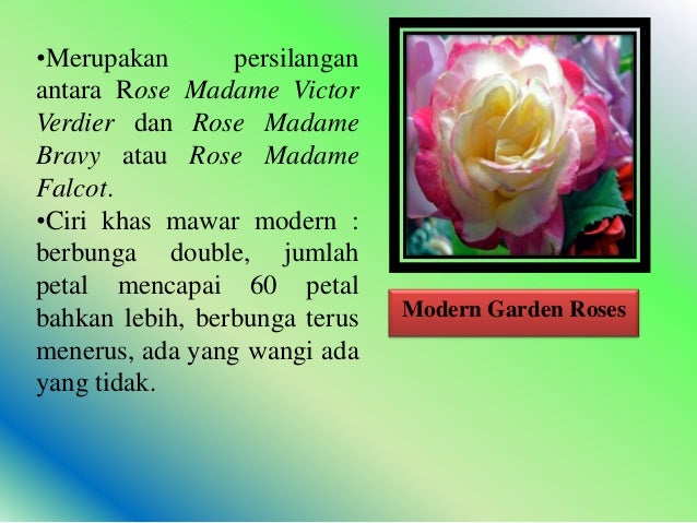 101+ Gambar Bunga Mawar Dan Ciri Khususnya Terlihat Keren 101+ Gambar Bunga Mawar Dan Ciri Khususnya Terlihat Keren