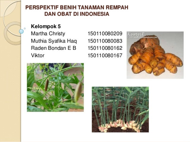 Presentasi no 5 4 perspektif benih tanaman rempah dan obat Presentasi no 5 4 perspektif benih tanaman rempah dan obat