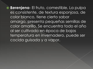    Berenjena- El fruto, comestible, La pulpa
    es consistente, de textura esponjosa, de
    color blanco, tiene cierto sabor
    amargo, presenta pequeñas semillas de
    color amarillo. Se encuentra todo el año
    al ser cultivado en época de bajas
    temperatura en invernadero, puede ser
    cocida guisada y a vapor.
 