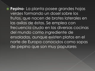    Pepino- La planta posee grandes hojas
    verdes formando un dosel sobre los
    frutos, que nacen de brotes laterales en
    las axilas de éstas. Se emplea con
    frecuencia crudo en las diversas cocinas
    del mundo como ingrediente de
    ensaladas, aunque existen platos en el
    norte de Europa conocidos como sopas
    de pepino que son muy populares
 
