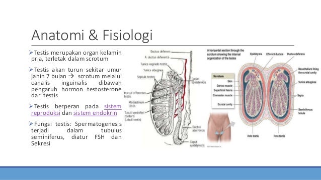 Orkitis (Orchitis) - Presentasi Kasus