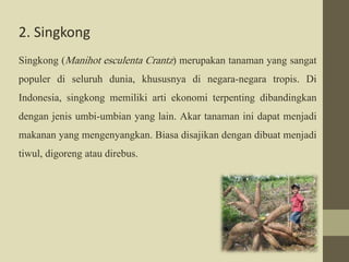 2. Singkong 
Singkong (Manihot esculenta Crantz ) merupakan tanaman yang sangat 
populer di seluruh dunia, khususnya di negara-negara tropis. Di 
Indonesia, singkong memiliki arti ekonomi terpenting dibandingkan 
dengan jenis umbi-umbian yang lain. Akar tanaman ini dapat menjadi 
makanan yang mengenyangkan. Biasa disajikan dengan dibuat menjadi 
tiwul, digoreng atau direbus. 
 