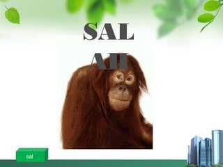 SAL
AH
sall
 