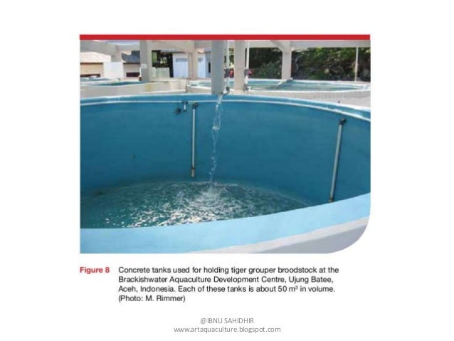 Presentasi pembenihan ikan kerapu macan