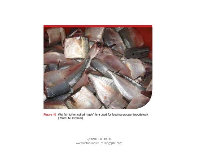 Presentasi pembenihan ikan kerapu macan