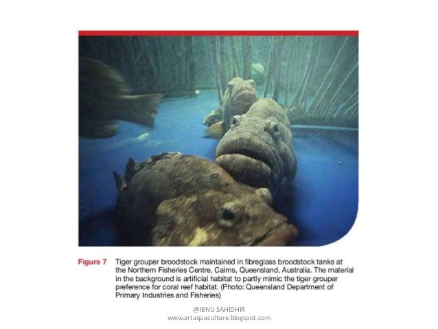 Presentasi pembenihan ikan kerapu macan