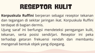 Reseptor Pacini Ruffini Presentasi Pendidikan Biologi Sistem Koordinasi Manusia Pastel ...
