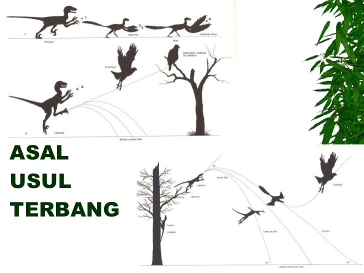 Presentasi pengamatan burung
