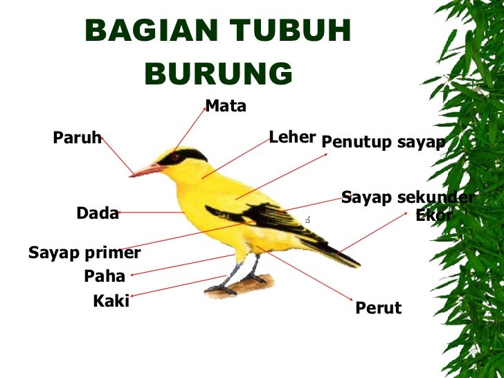Presentasi pengamatan burung Presentasi pengamatan burung