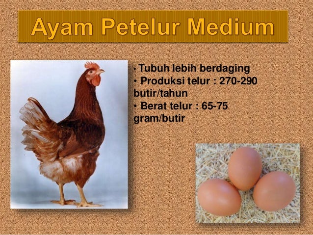  Pemeliharaan  Ayam  Ras Petelur  Komersial