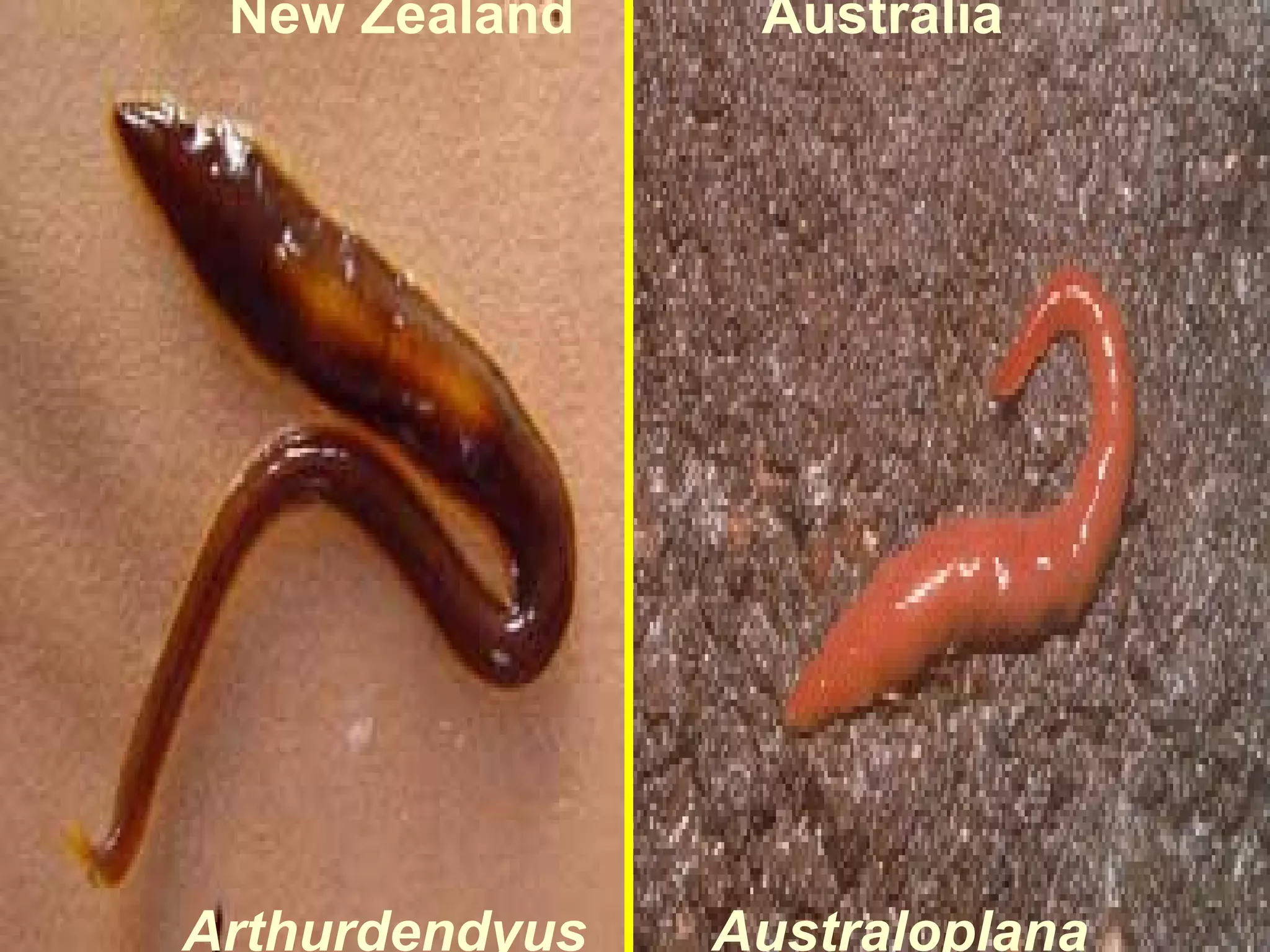 New Zealand

Arthurdendyus

Australia

Australoplana

 