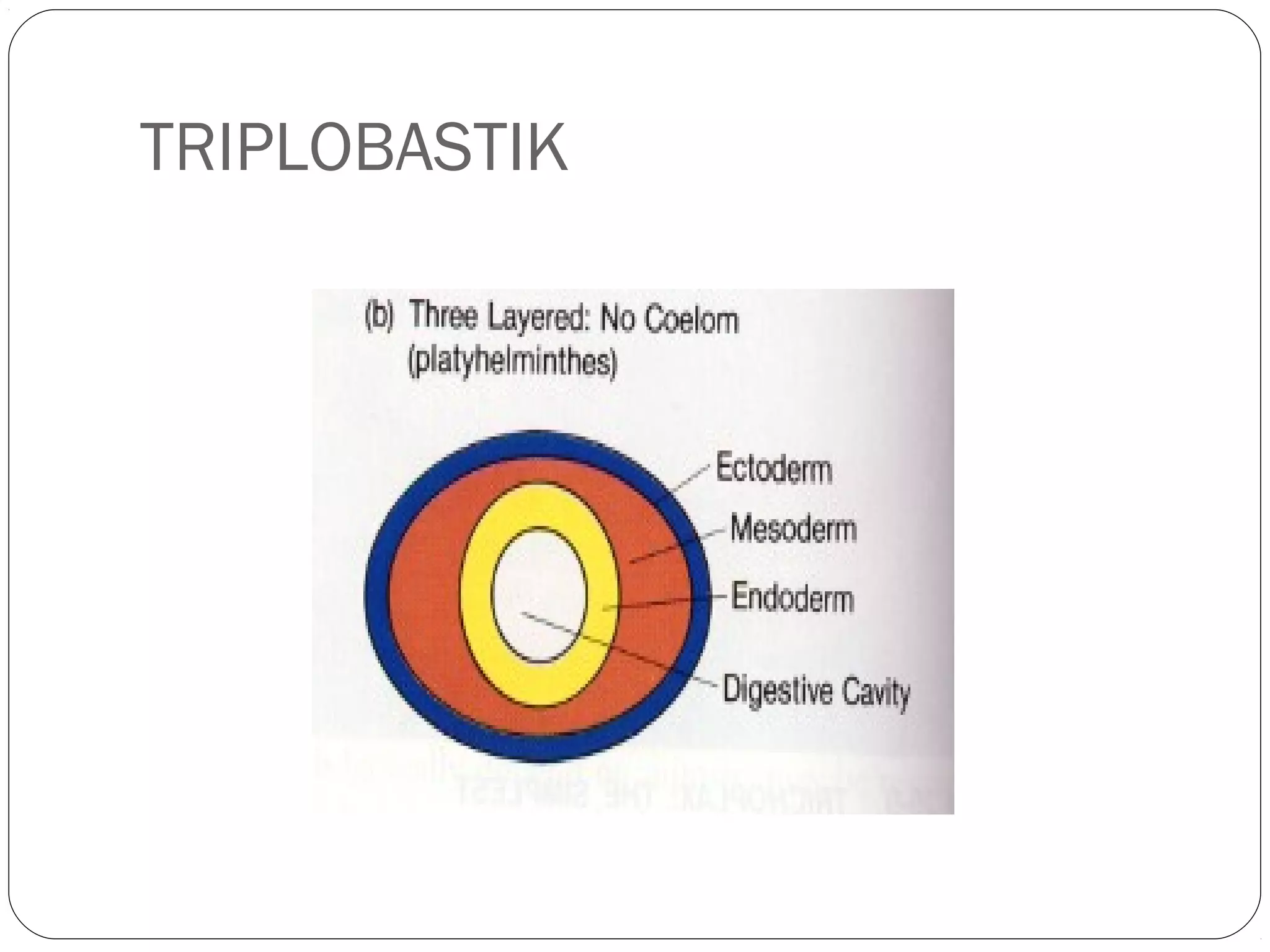 TRIPLOBASTIK

 