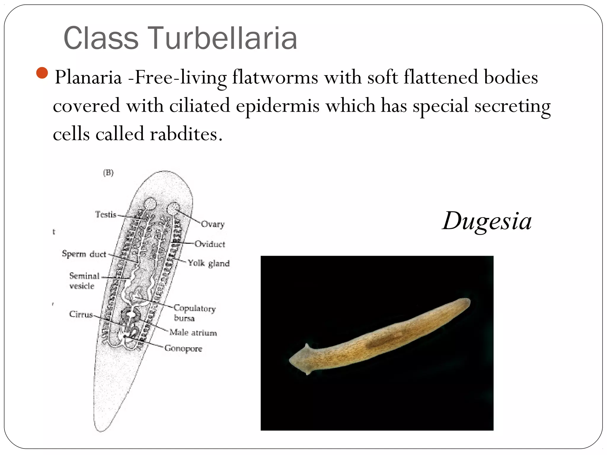 Class Turbellaria
Planaria -Free-living flatworms with soft flattened bodies

covered with ciliated epidermis which has special secreting
cells called rabdites.

Dugesia

 