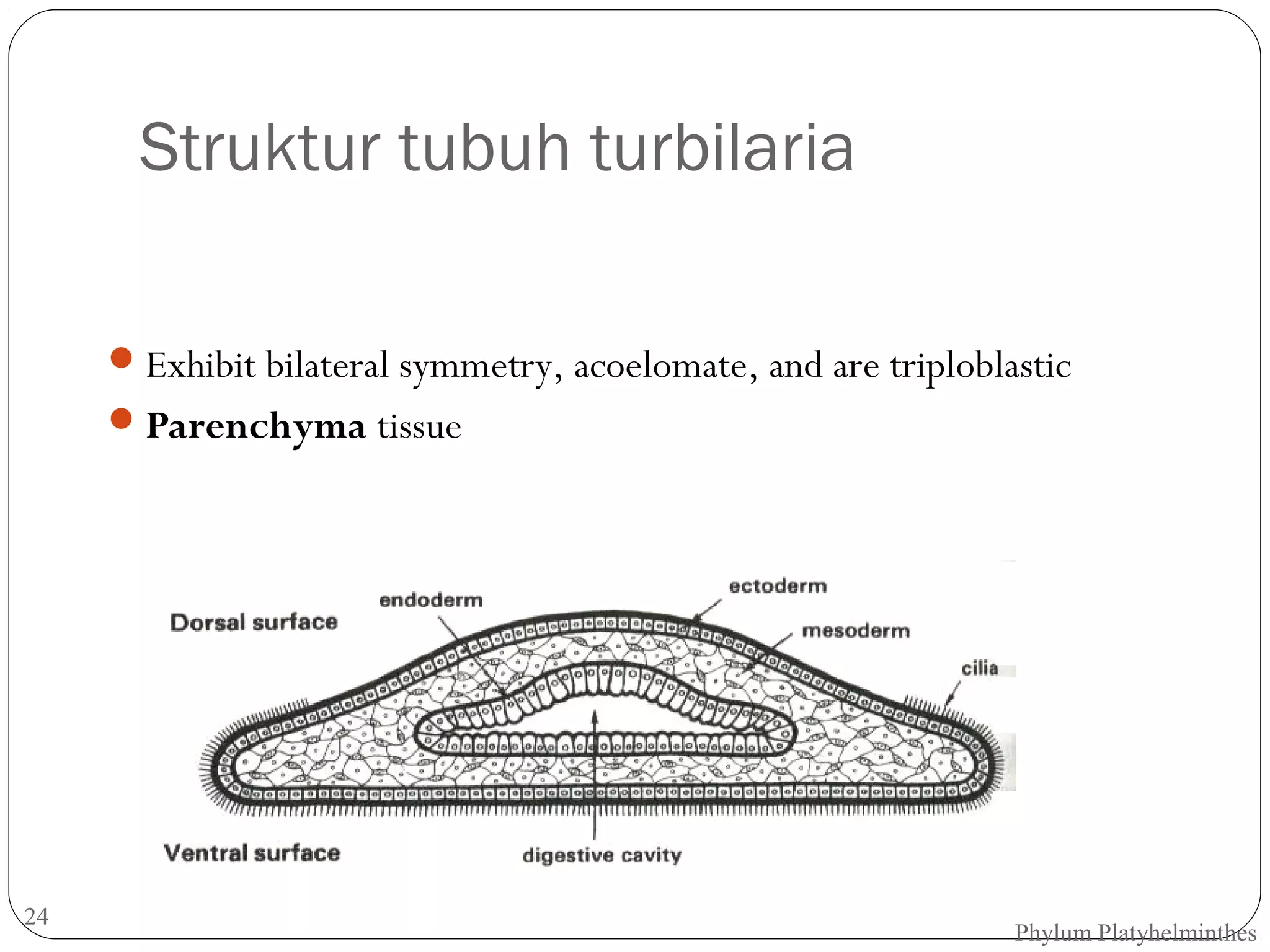 Struktur tubuh turbilaria
 Exhibit bilateral symmetry, acoelomate, and are triploblastic
 Parenchyma tissue

24

Phylum Platyhelminthes

 