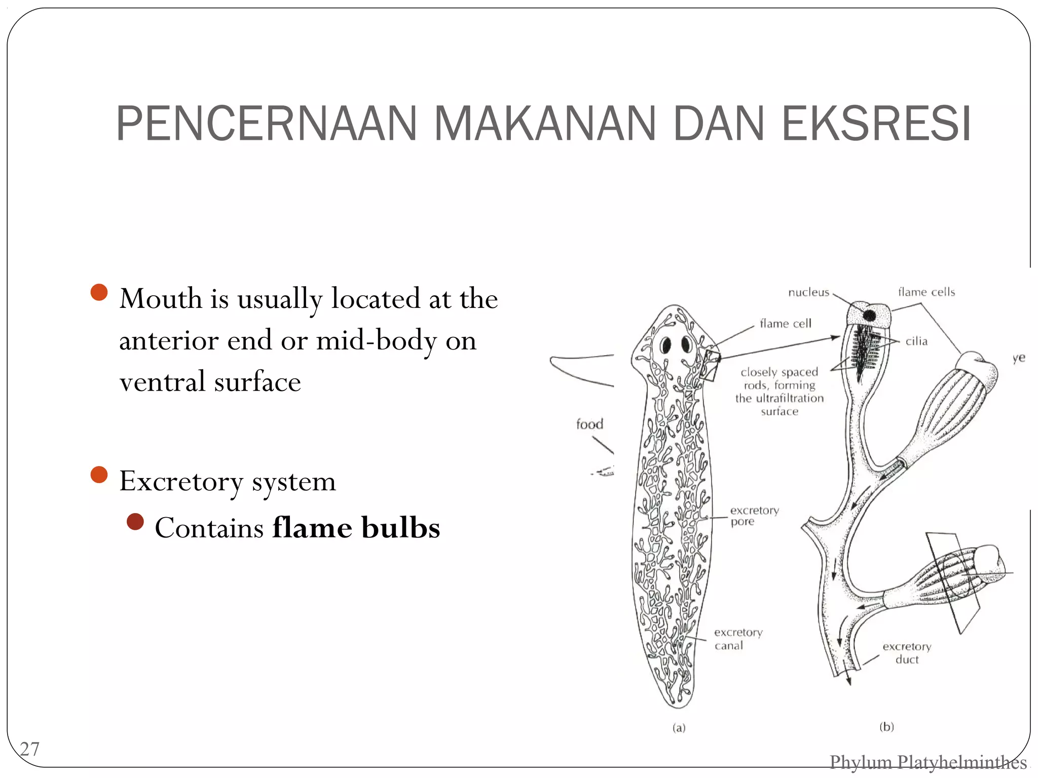PENCERNAAN MAKANAN DAN EKSRESI
 Mouth is usually located at the

anterior end or mid-body on
ventral surface
 Excretory system
Contains flame bulbs

27

Phylum Platyhelminthes

 