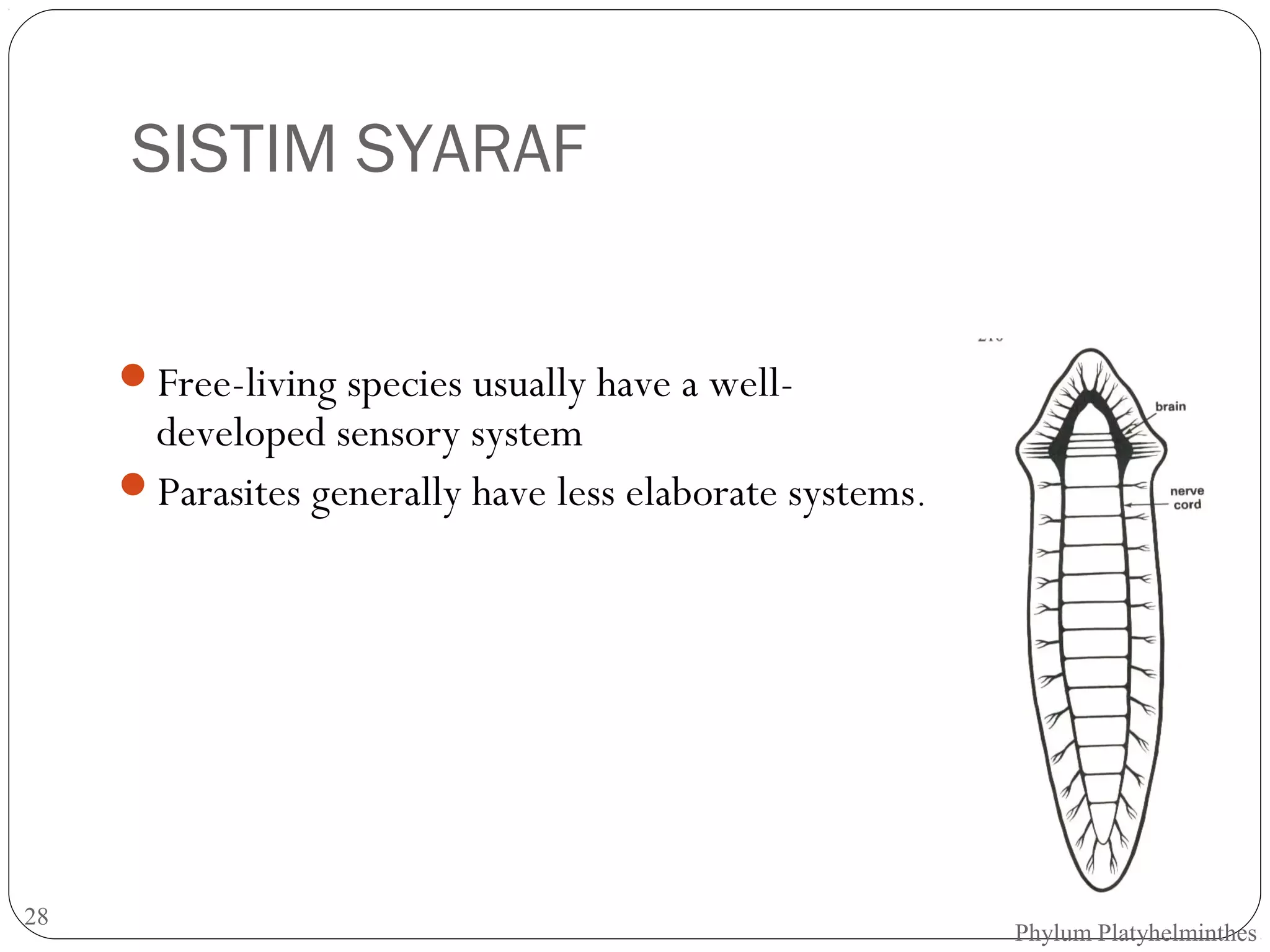 SISTIM SYARAF
Free-living species usually have a well-

developed sensory system
Parasites generally have less elaborate systems .

28

Phylum Platyhelminthes

 