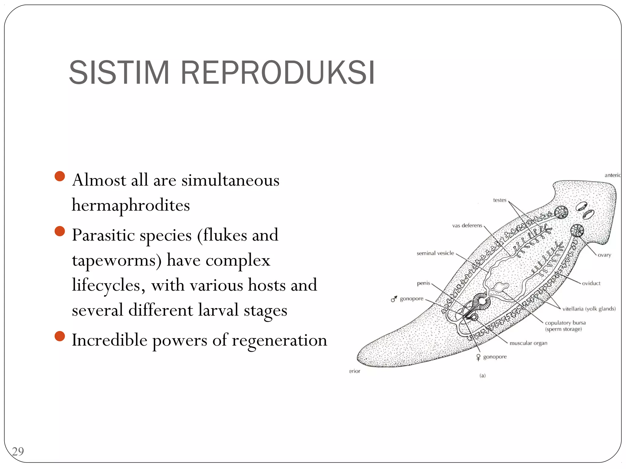 SISTIM REPRODUKSI
 Almost all are simultaneous

hermaphrodites
 Parasitic species (flukes and
tapeworms) have complex
lifecycles, with various hosts and
several different larval stages
 Incredible powers of regeneration

29

 
