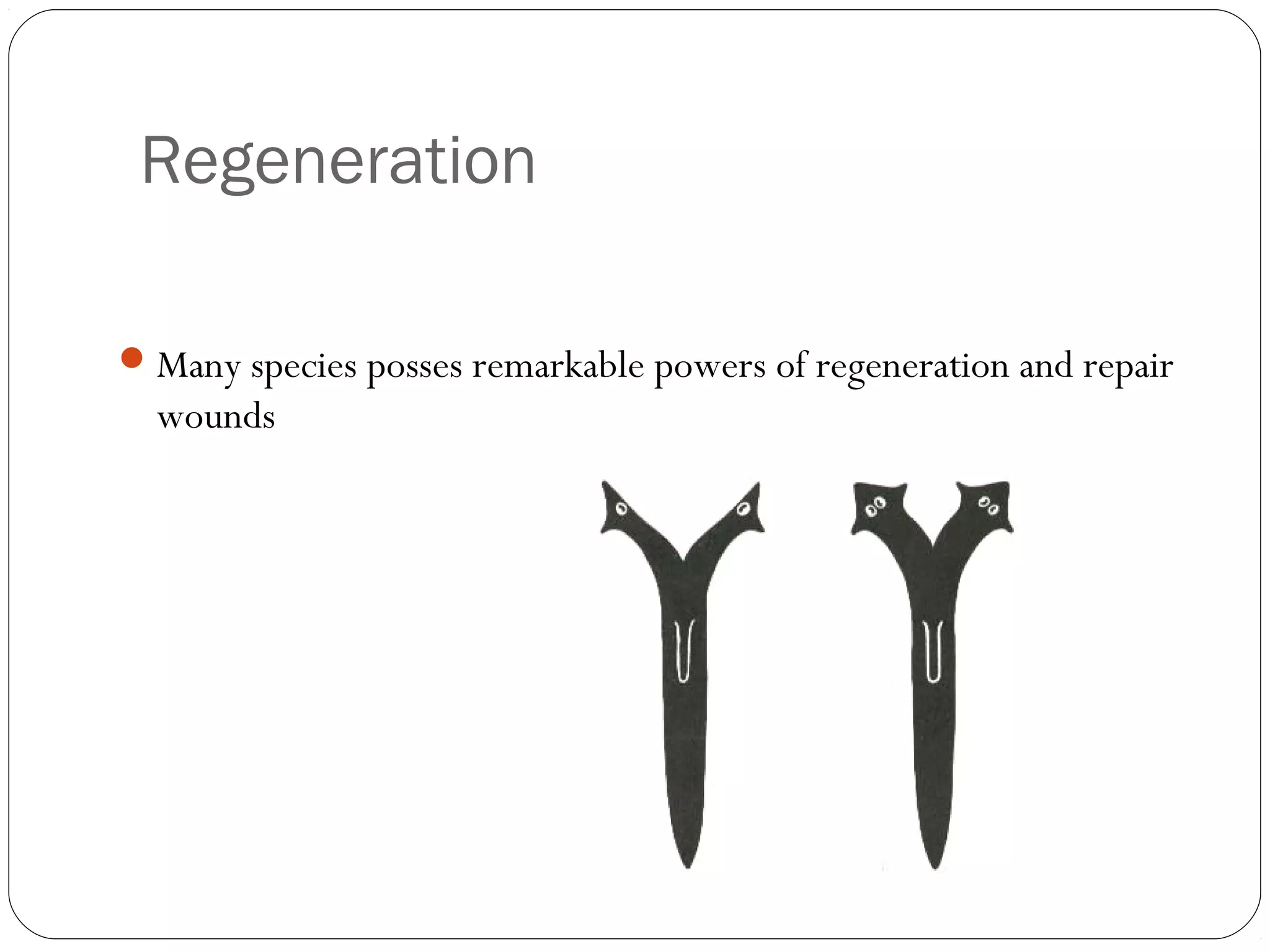 Regeneration
 Many species posses remarkable powers of regeneration and repair

wounds

 