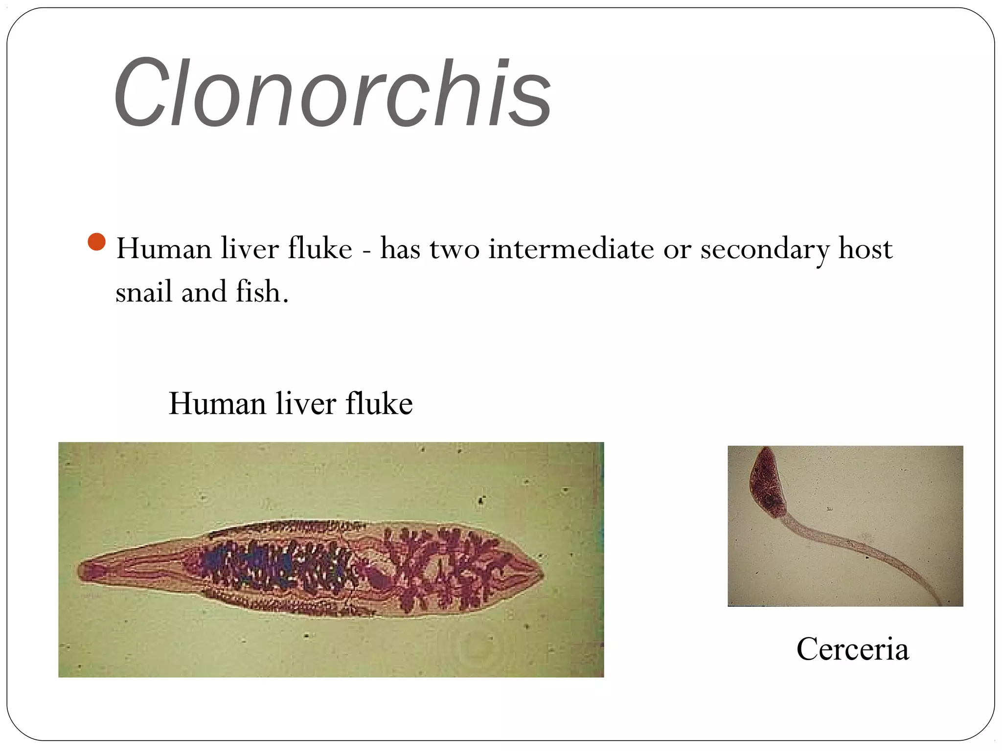 Clonorchis
Human liver fluke - has two intermediate or secondary host

snail and fish.
Human liver fluke

Cerceria

 
