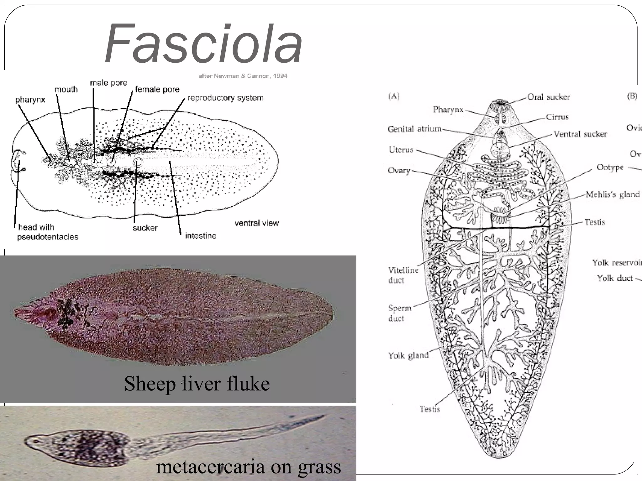 Fasciola

Life cycle

Sheep liver fluke

metacercaria on grass

 