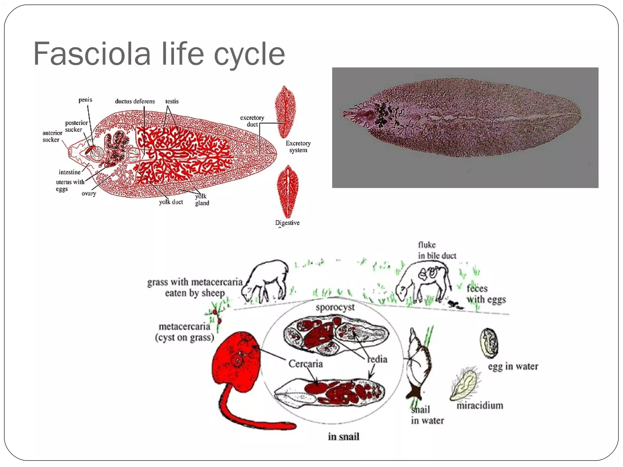 Fasciola life cycle

 