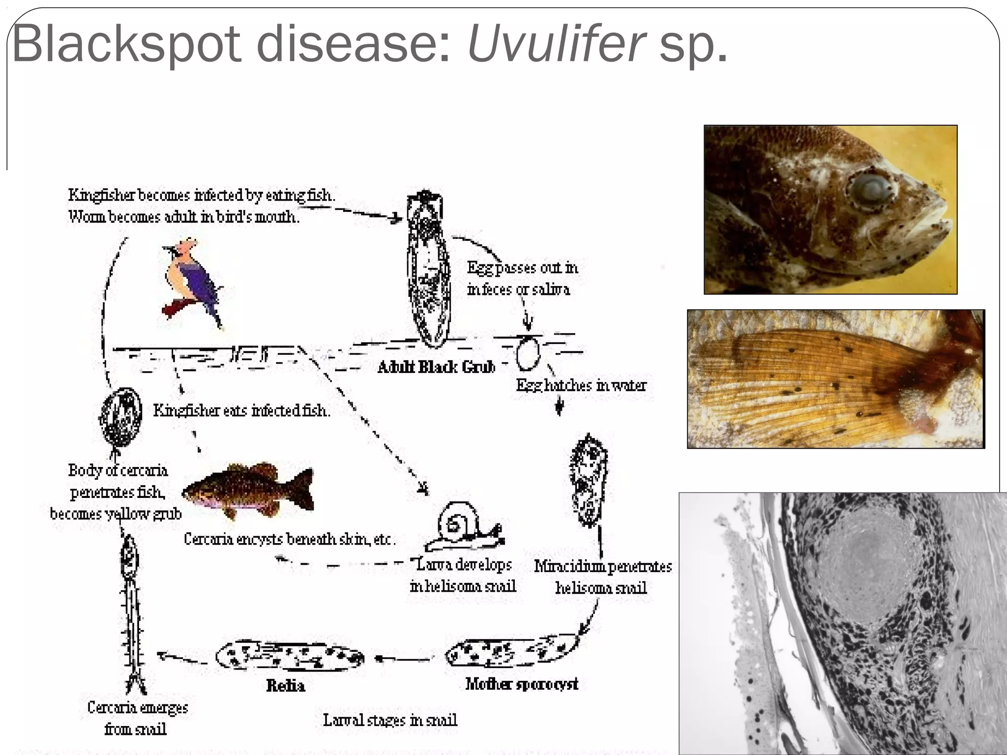 Blackspot disease: Uvulifer sp.

 