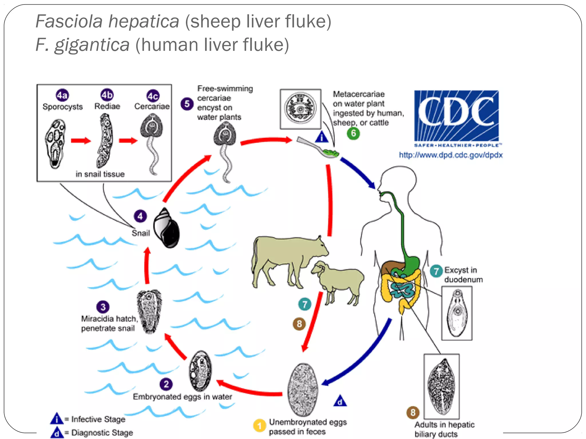 Fasciola hepatica (sheep liver fluke)
F. gigantica (human liver fluke)

 