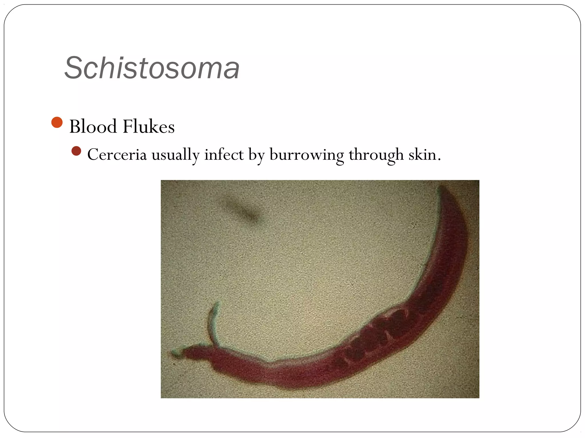 Schistosoma
Blood Flukes
Cerceria usually infect by burrowing through skin.

 