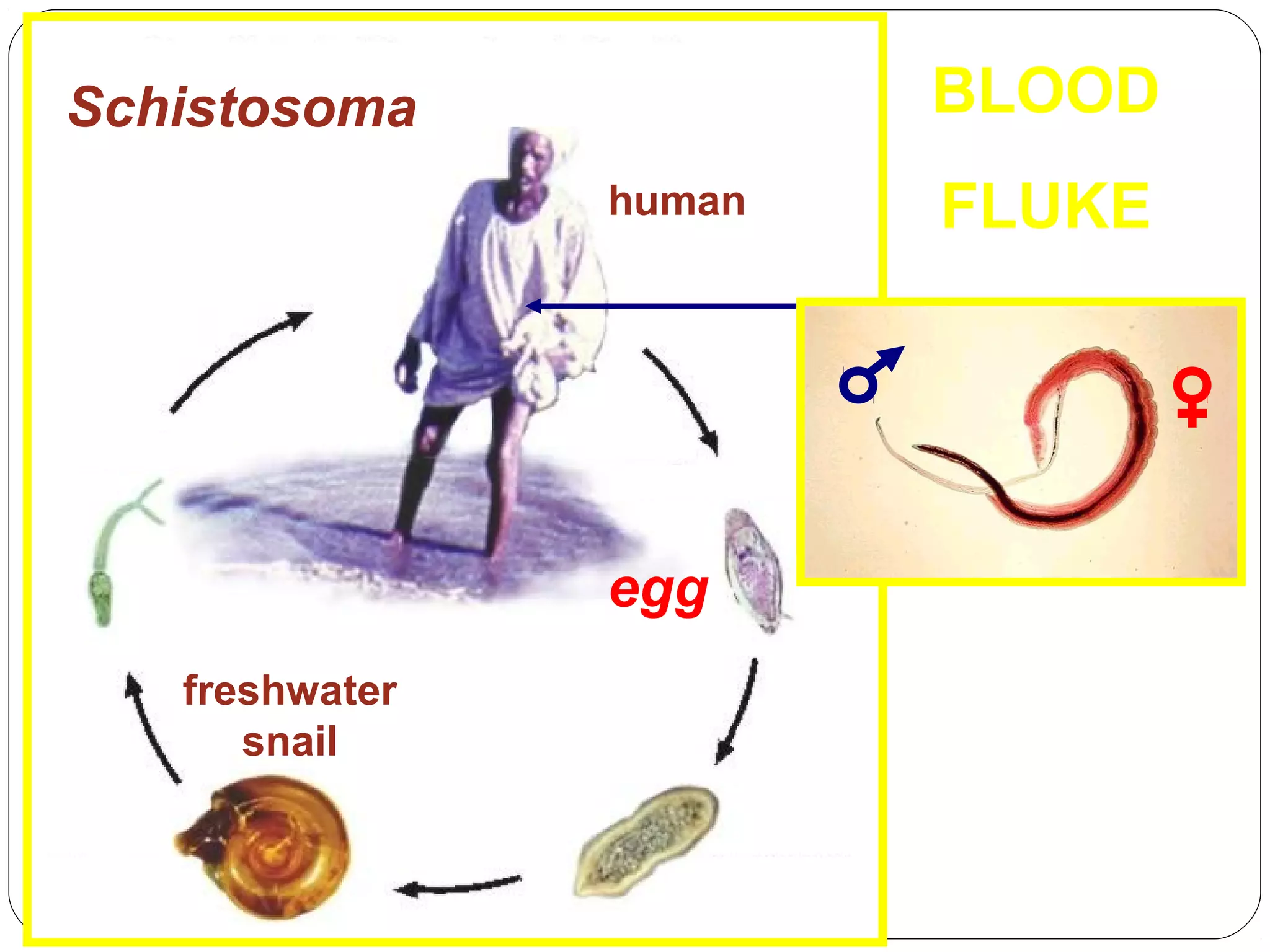 BLOOD

Schistosoma
human

egg
freshwater
snail

FLUKE

 