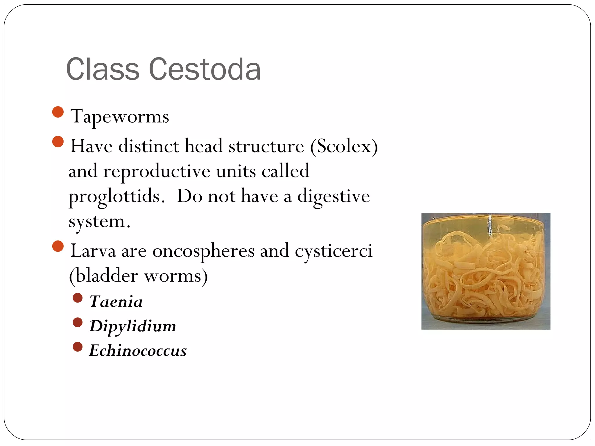 Class Cestoda
Tapeworms
Have distinct head structure (Scolex)

and reproductive units called
proglottids. Do not have a digestive
system.
Larva are oncospheres and cysticerci
(bladder worms)
Taenia
Dipylidium
Echinococcus

 