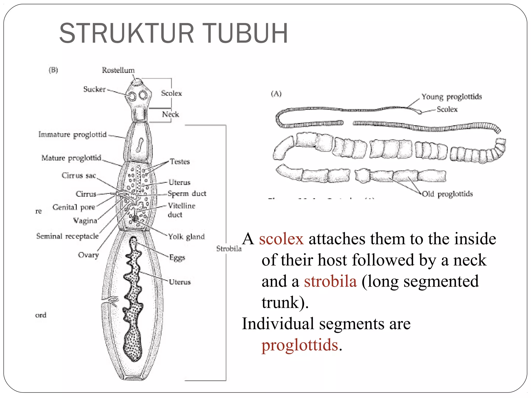 STRUKTUR TUBUH

A scolex attaches them to the inside
of their host followed by a neck
and a strobila (long segmented
trunk).
Individual segments are
proglottids.

 