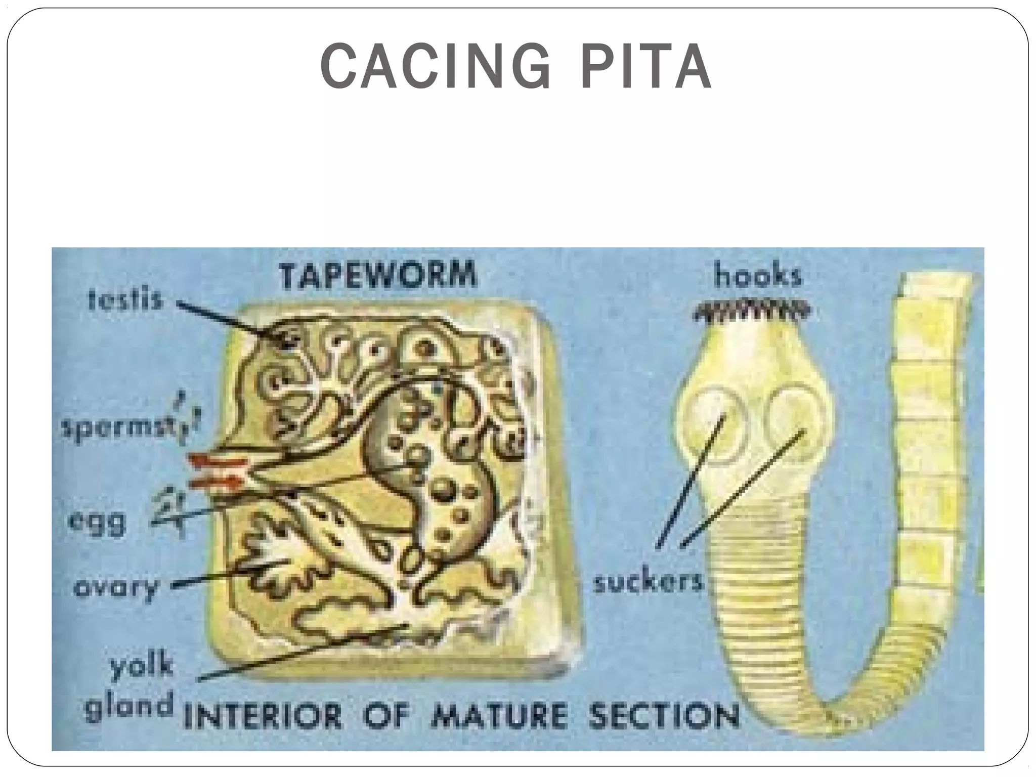 CACING PITA

 