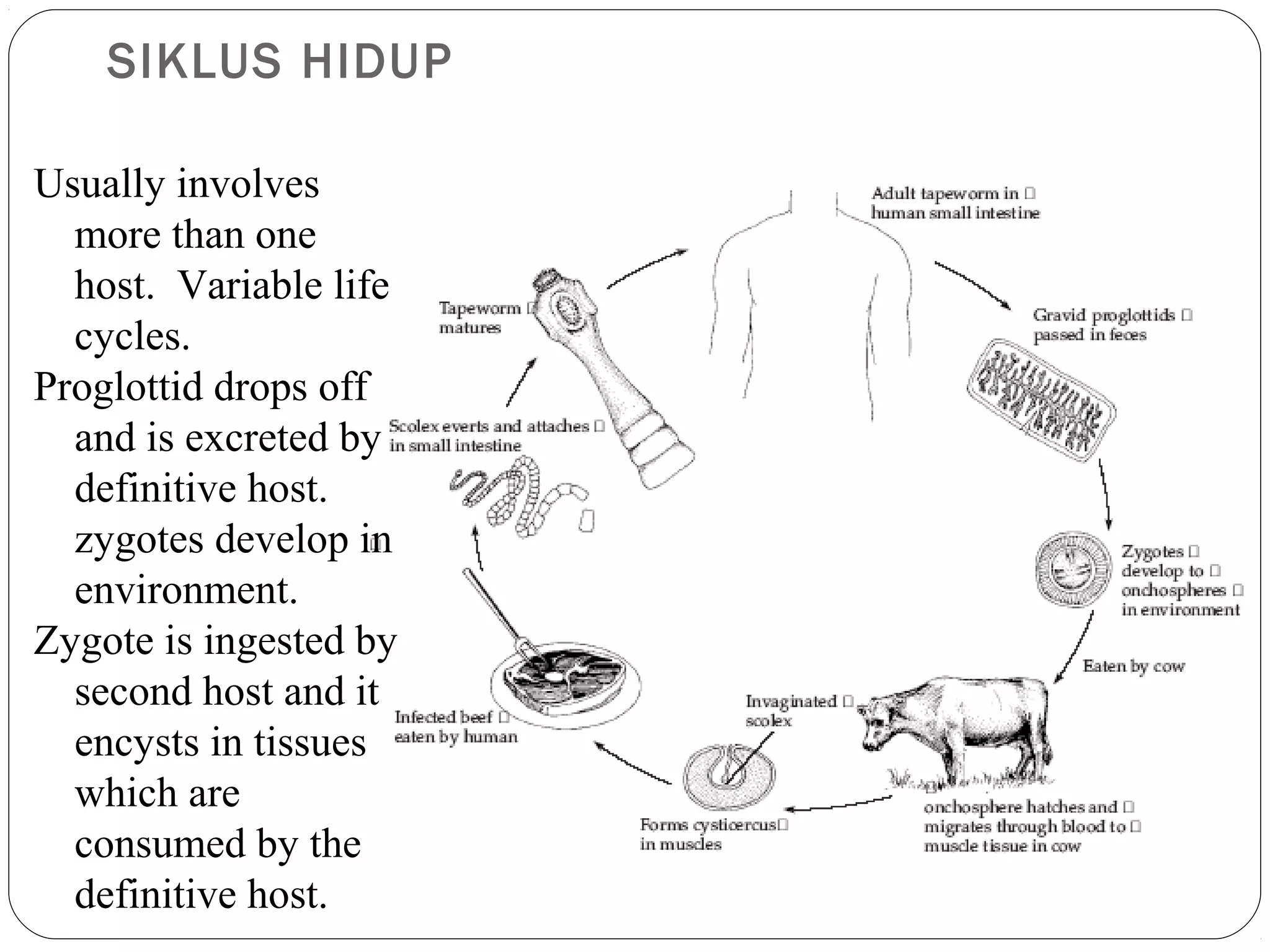 SIKLUS HIDUP
Usually involves
more than one
host. Variable life
cycles.
Proglottid drops off
and is excreted by
definitive host.
zygotes develop in
environment.
Zygote is ingested by
second host and it
encysts in tissues
which are
consumed by the
definitive host.

 