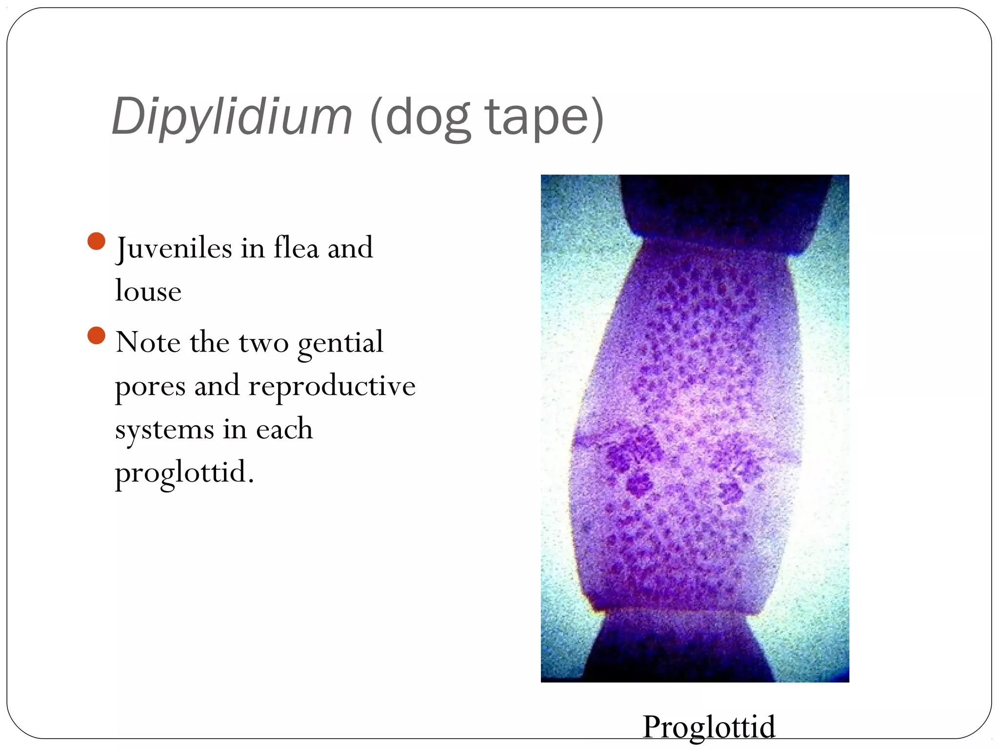 Dipylidium (dog tape)
Juveniles in flea and

louse
Note the two gential
pores and reproductive
systems in each
proglottid.

Proglottid

 