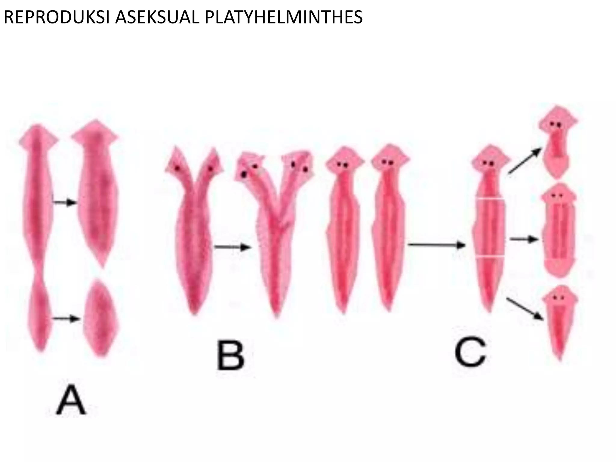 REPRODUKSI ASEKSUAL PLATYHELMINTHES
Planaria sp
 