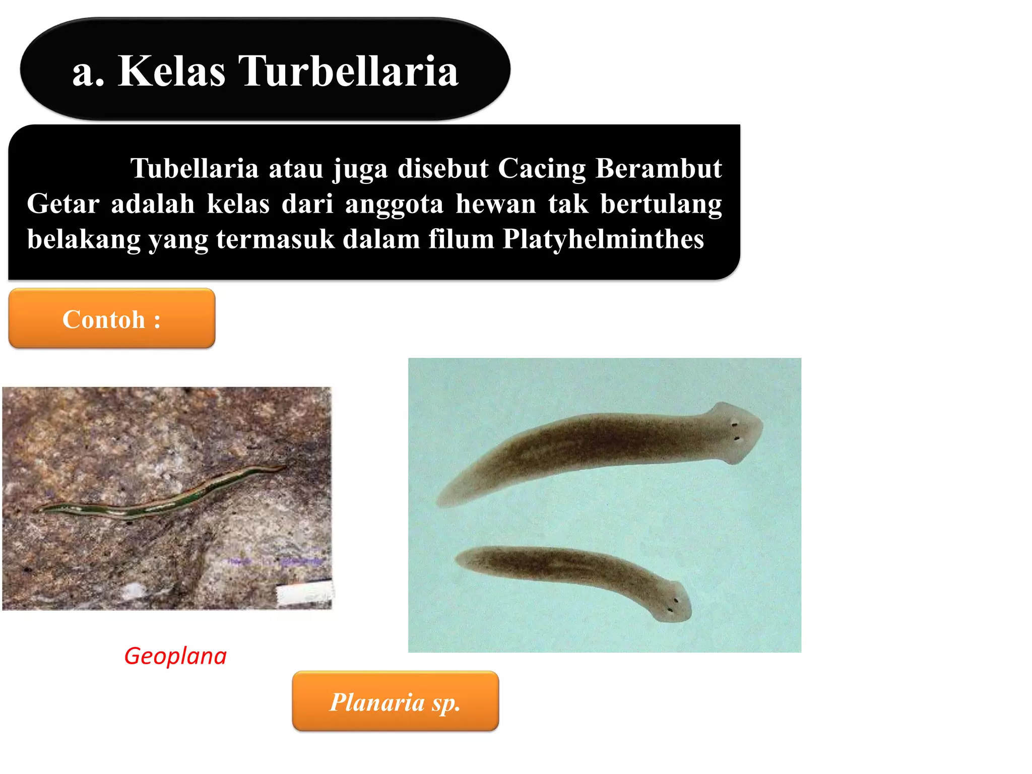 a. Kelas Turbellaria
Tubellaria atau juga disebut Cacing Berambut
Getar adalah kelas dari anggota hewan tak bertulang
belakang yang termasuk dalam filum Platyhelminthes
Contoh :
Planaria sp.
Geoplana
 