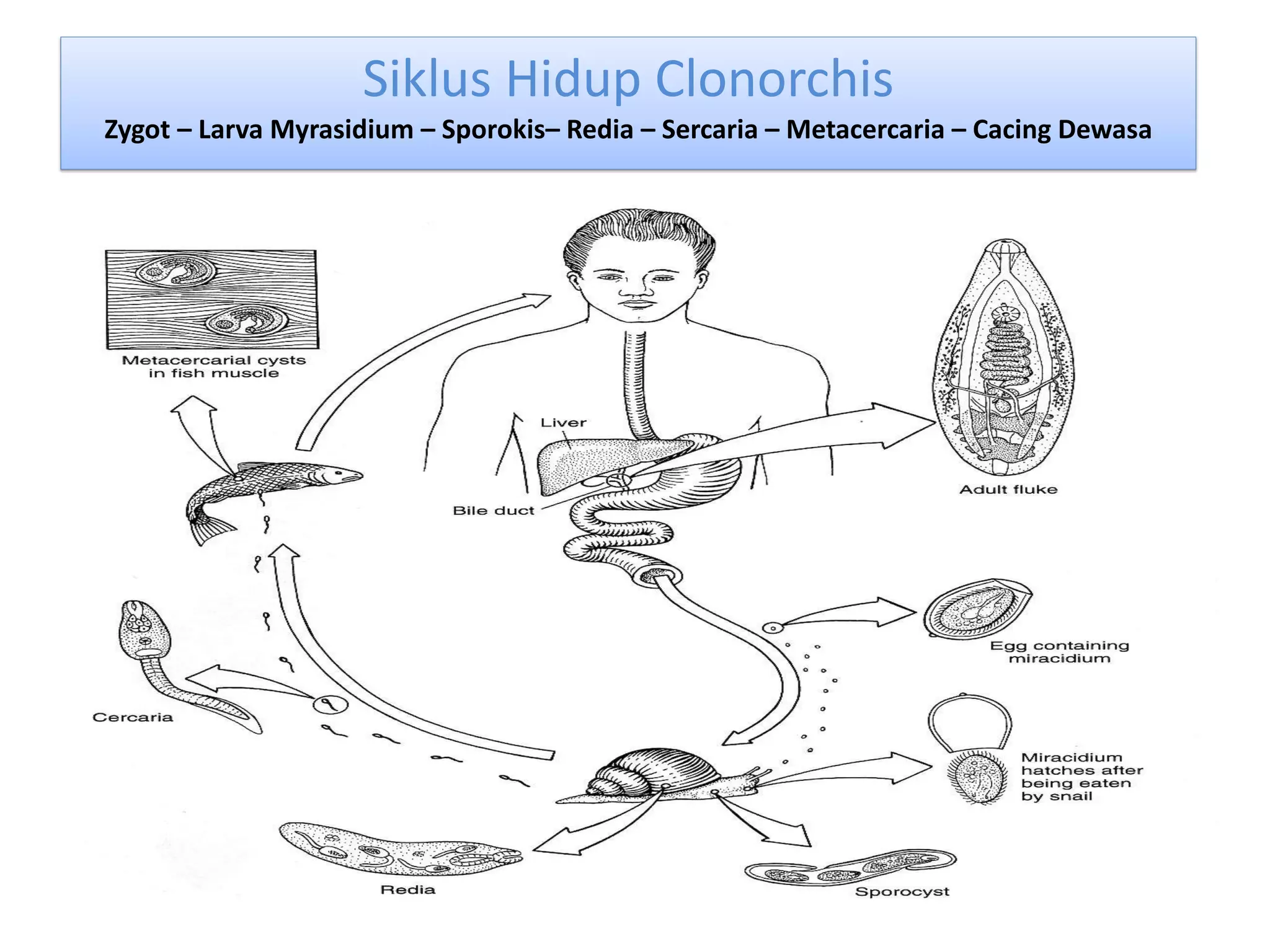 Siklus Hidup ClonorchisSiklus Hidup Clonorchis
Zygot – Larva Myrasidium – Sporokis– Redia – Sercaria – Metacercaria – Cacing Dewasa
 