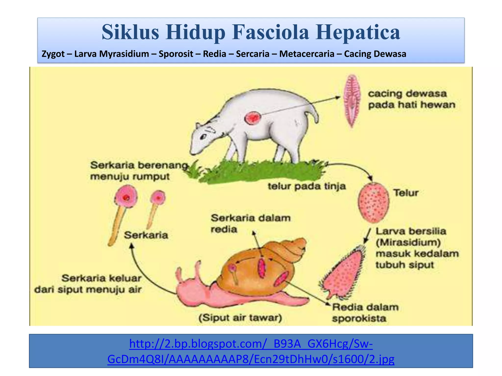 Siklus Hidup Fasciola Hepatica
Zygot – Larva Myrasidium – Sporosit – Redia – Sercaria – Metacercaria – Cacing Dewasa
http://2.bp.blogspot.com/_B93A_GX6Hcg/Sw-
GcDm4Q8I/AAAAAAAAAP8/Ecn29tDhHw0/s1600/2.jpg
 
