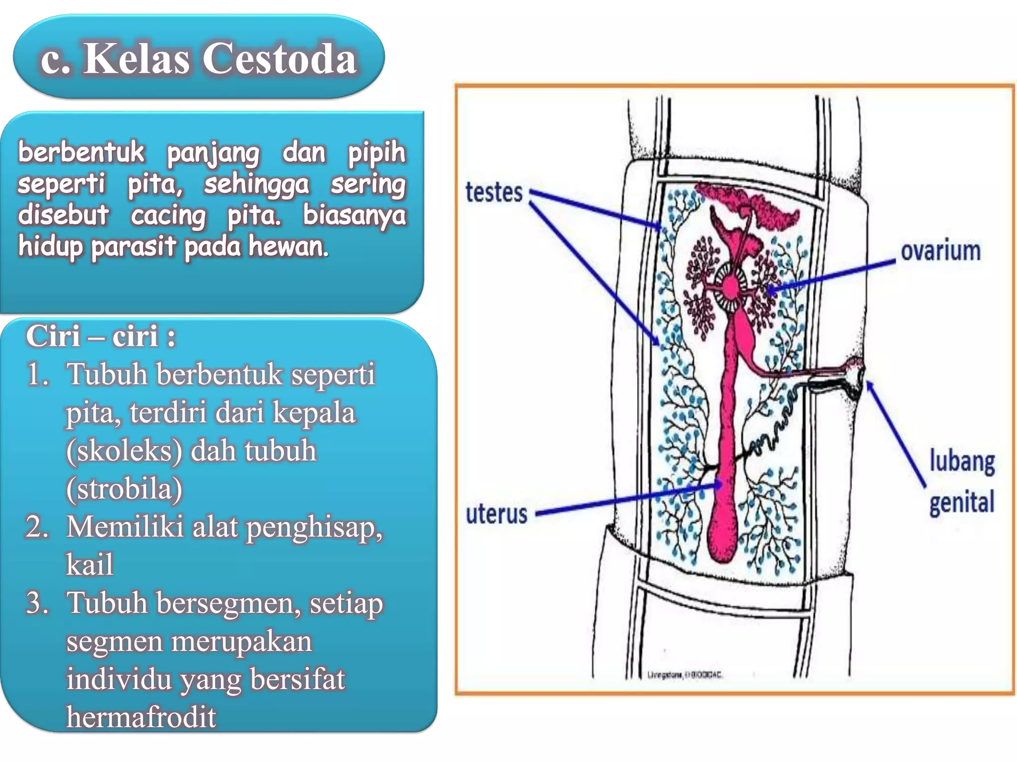 Ciri – ciri :
1. Tubuh berbentuk seperti
pita, terdiri dari kepala
(skoleks) dah tubuh
(strobila)
2. Memiliki alat penghisap,
kail
3. Tubuh bersegmen, setiap
segmen merupakan
individu yang bersifat
hermafrodit
c. Kelas Cestoda
 